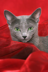 Russian Blue Portrait