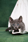 Russian blue kitten