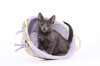 Russian blue kitten