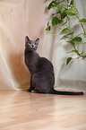 sitting Russian blue