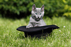 Russian Blue Kitten