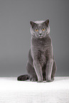 Russian Blue