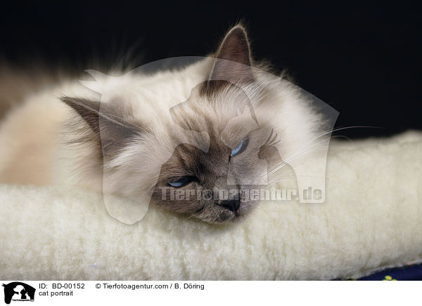 Heilige Birma Portrait / cat portrait / BD-00152