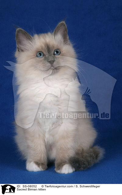 Heilige Birma Ktzchen / Sacred Birman kitten / SS-08052