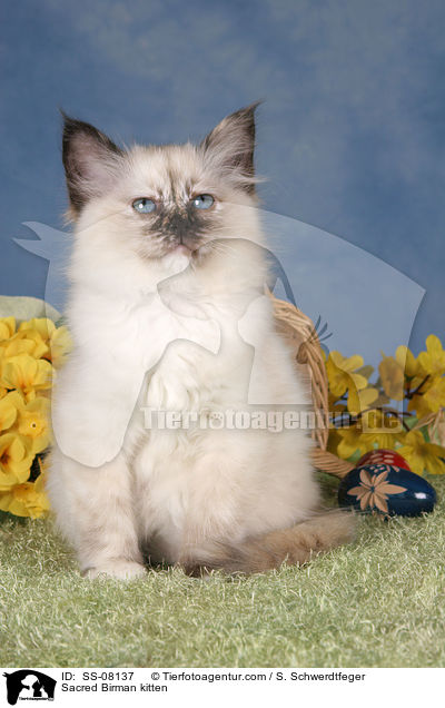 Heilige Birma Ktzchen / Sacred Birman kitten / SS-08137