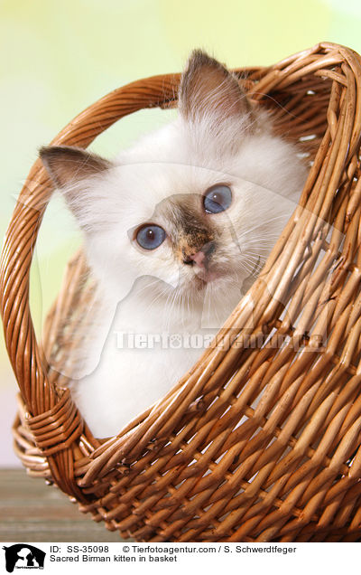 Heilige Birma Ktzchen im Korb / Sacred Birman kitten in basket / SS-35098