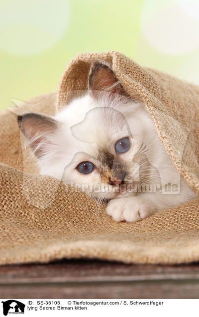 liegendes Heilige Birma Ktzchen / lying Sacred Birman kitten / SS-35105