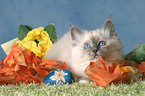 Sacred Birman kitten