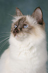 Sacred Birman Portrait