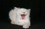 yawning kitten