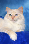 sacred birman