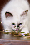 Sacred Birman Kitten