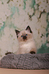 Sacred Birman Kitten