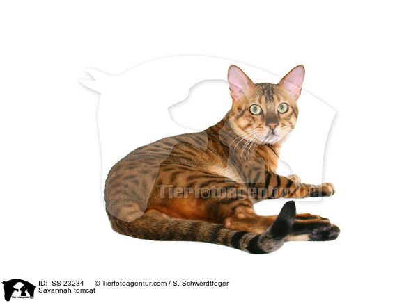 Savannah Kater / Savannah tomcat / SS-23234