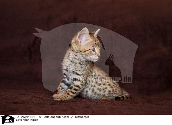 Savannah Ktzchen / Savannah Kitten / AM-04184