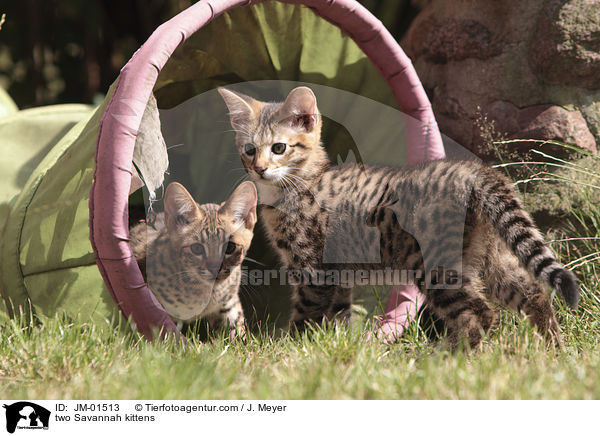 two Savannah kittens / JM-01513