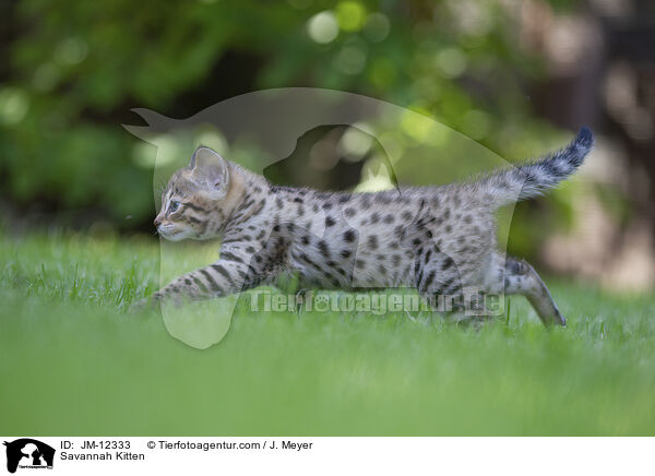 Savannah Ktzchen / Savannah Kitten / JM-12333