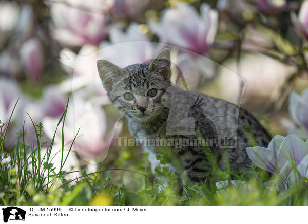 Savannah Ktzchen / Savannah Kitten / JM-15999