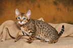 sitting Savannah kitten