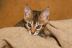 Savannah kitten Portrait