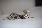 Savannah Kitten