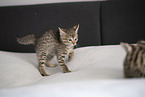 Savannah Kitten