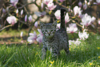 Savannah Kitten