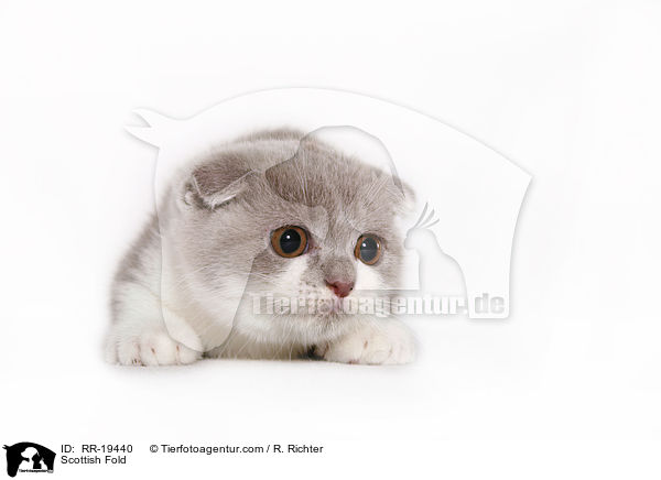 Schottische Faltohrkatze / Scottish Fold / RR-19440