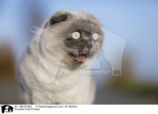 Scottish Fold Portrait / Scottish Fold Portrait / RR-97482