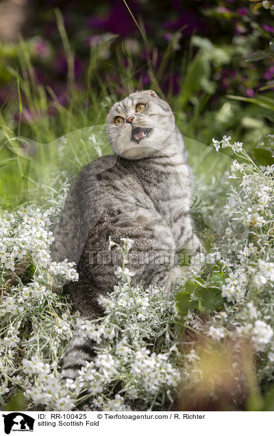 sitzende Scottish Fold / sitting Scottish Fold / RR-100425