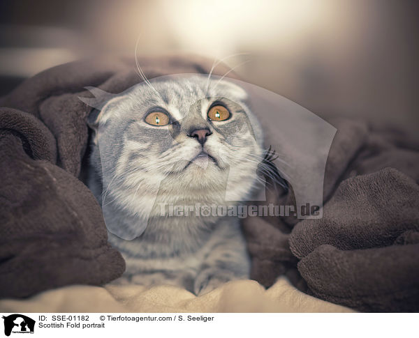 Scottish Fold portrait / SSE-01182