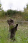 Scottish Fold on meadow