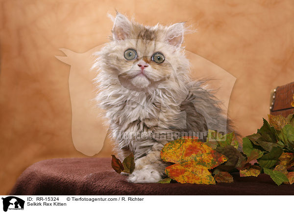 Langhaar Selkirk Rex Ktzchen / Selkirk Rex Kitten / RR-15324