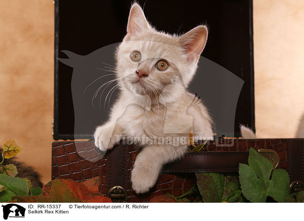 Glatthaar Selkirk Rex Ktzchen / Selkirk Rex Kitten / RR-15337