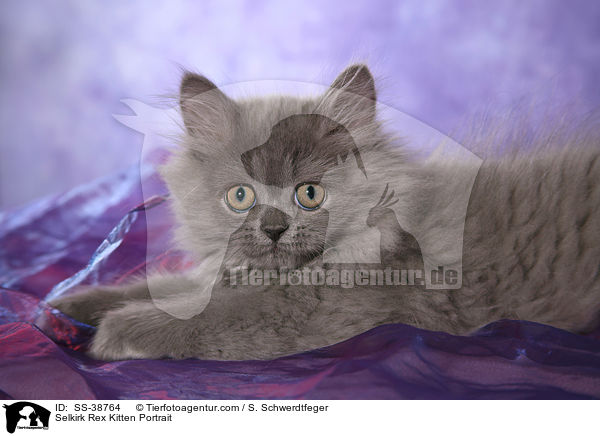 Selkirk Rex Kitten Portrait / SS-38764