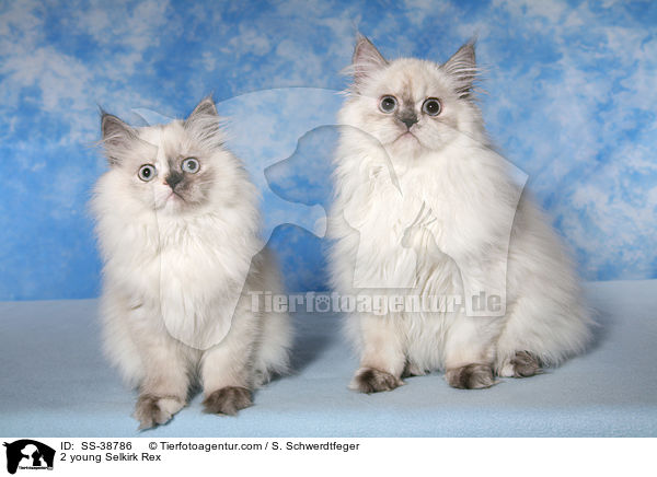 2 young Selkirk Rex / SS-38786
