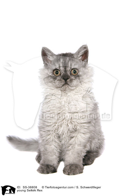 young Selkirk Rex / SS-38808