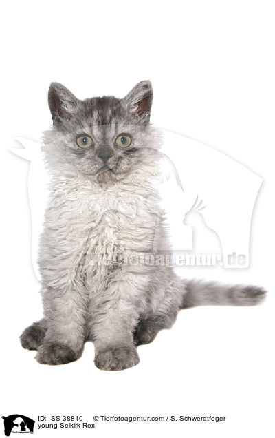 young Selkirk Rex / SS-38810