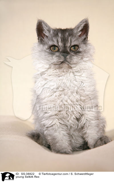young Selkirk Rex / SS-38822