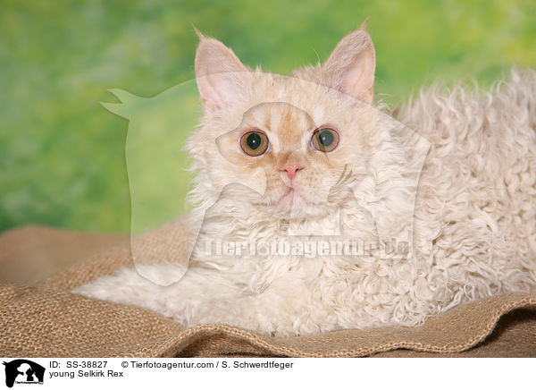young Selkirk Rex / SS-38827