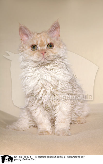 young Selkirk Rex / SS-38834
