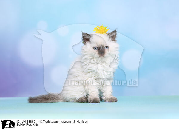 Selkirk Rex Kitten / JH-23865