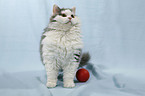 sitting Selkirk Rex