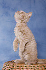 Selkirk Rex Kitten