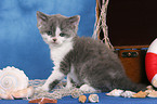 Selkirk Rex kitten