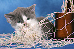 playing Selkirk Rex kitten