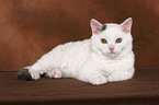 lying young Selkirk Rex