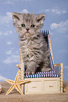 Selkirk Rex Kitten