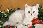 Selkirk Rex kitten