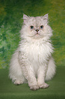 sitting Selkirk Rex